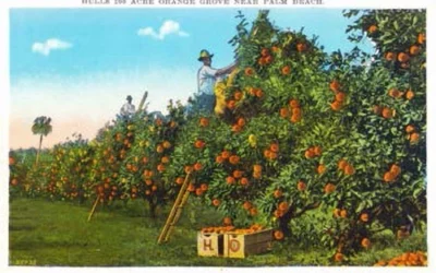 Jupiter Farms Citrus History: Exploring Riverbend Park’s Roots