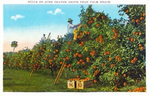 Hull Groves post card